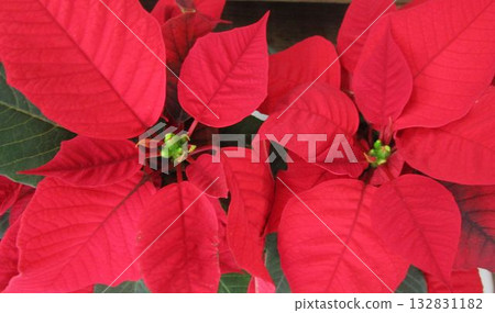 red poinsettia up 132831182