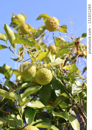 Ripened yuzu fruits and blue sky Ripened yuzu fruits and blue sky 132831260