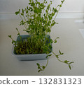 Growing bean sprouts again 132831323