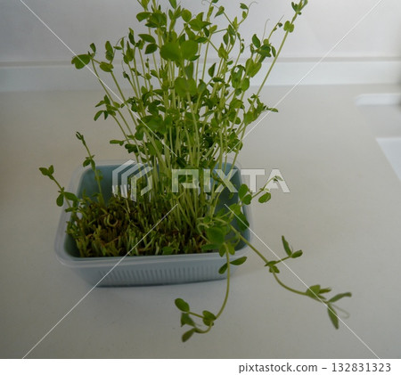 Growing bean sprouts again Growing bean sprouts again 132831323