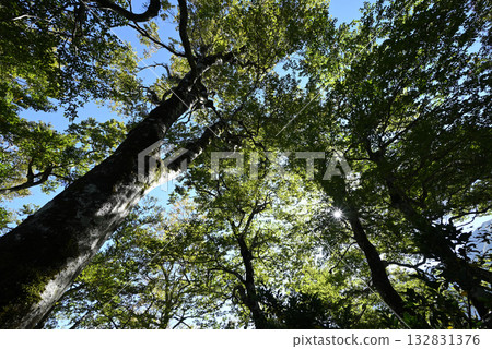Climbing Mt. Daisen, Tottori Prefecture 132831376