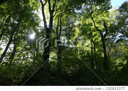 Climbing Mt. Daisen, Tottori Prefecture Climbing Mt. Daisen, Tottori Prefecture 132831377