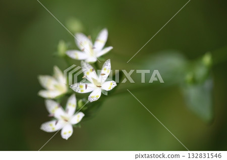 Akebonosou flower Akebonosou flower 132831546