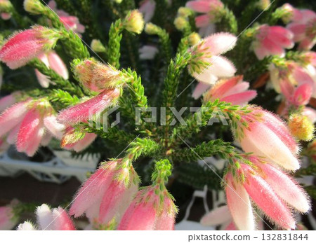 Close-up of pink flowers of Erica fireheath 132831844