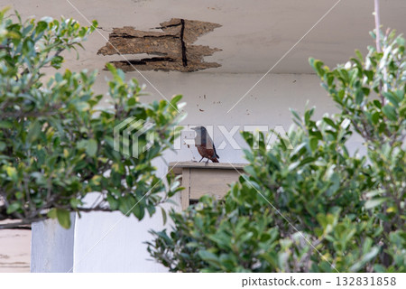 A male Rock Thrush under the eaves of a building where concrete has peeled off due to aging A male Rock Thrush under the eaves of a building where concrete has peeled off due to aging 132831858