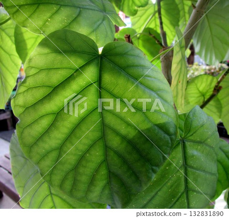Close-up of the leaves of the houseplant Umbelatta Close-up of the leaves of the houseplant Umbelatta 132831890