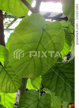Close-up of the leaves of the houseplant Umbelatta Close-up of the leaves of the houseplant Umbelatta 132831891