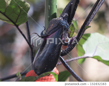 Autumn eggplants growing in the fields 132832163