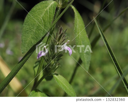 荒川河床上盛開的美麗的毛地黃花 132832360