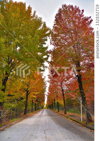 【愛知縣】長久手市:愛知縣立農業研究中心一排秋葉正盛的楓香樹 【愛知縣】長久手市:愛知縣立農業研究中心一排秋葉正盛的楓香樹 132832719