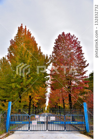 [Aichi Prefecture] Nagakute City: A row of sweetgum trees with autumn leaves at the Aichi Prefectural Agricultural Research Center 132832732