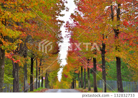 [Aichi Prefecture] Nagakute City: A row of sweetgum trees with autumn leaves at the Aichi Prefectural Agricultural Research Center 132832733