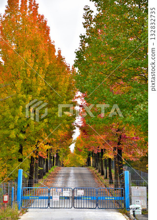 【愛知縣】長久手市：愛知縣立農業研究中心一排秋葉正盛的楓香樹 132832735