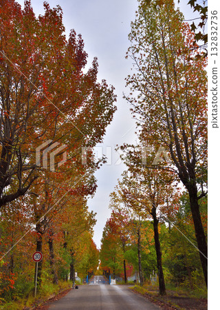 【愛知縣】長久手市：愛知縣立農業研究中心一排秋葉正盛的楓香樹 132832736