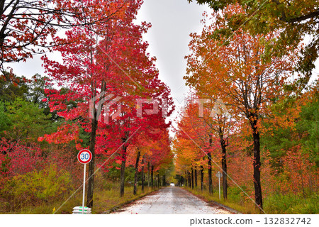 [Aichi Prefecture] Nagakute City: A row of sweetgum trees with autumn leaves at the Aichi Prefectural Agricultural Research Center 132832742