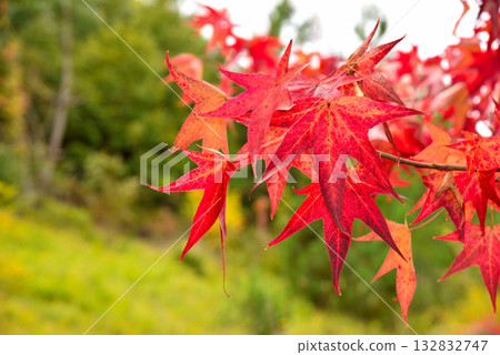 [Aichi Prefecture] Nagakute City: A row of sweetgum trees with autumn leaves at the Aichi Prefectural Agricultural Research Center 132832747