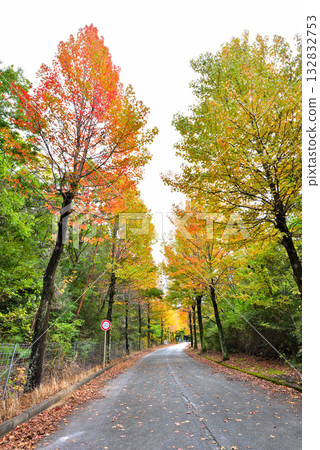 [Aichi Prefecture] Nagakute City: A row of sweetgum trees with autumn leaves at the Aichi Prefectural Agricultural Research Center 132832753