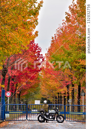 愛知縣長久手市：愛知縣農業研究中心的楓香樹秋葉和一輛摩托車 132832756