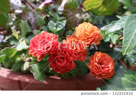 Orange mums used in a mixed planting 132832810