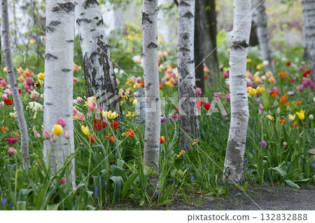 白樺樹和郁金香 132832888