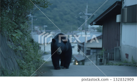 一隻黑熊出現在人類居住區。 132832909