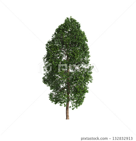 Cinnamomum porrectum trees 3d illustration on transparent background Cinnamomum porrectum trees 3d illustration on transparent background 132832913