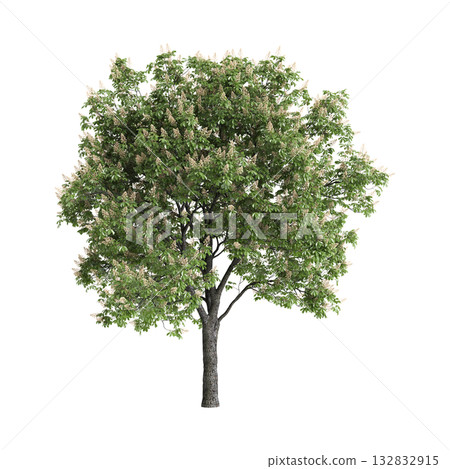 Aesculus hippocastanum trees 3d illustration on transparent background Aesculus hippocastanum trees 3d illustration on transparent background 132832915