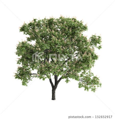 Aesculus hippocastanum trees 3d illustration on transparent background Aesculus hippocastanum trees 3d illustration on transparent background 132832917