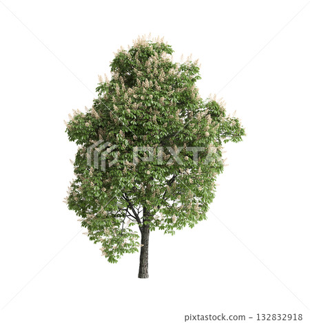 Aesculus hippocastanum trees 3d illustration on transparent background Aesculus hippocastanum trees 3d illustration on transparent background 132832918