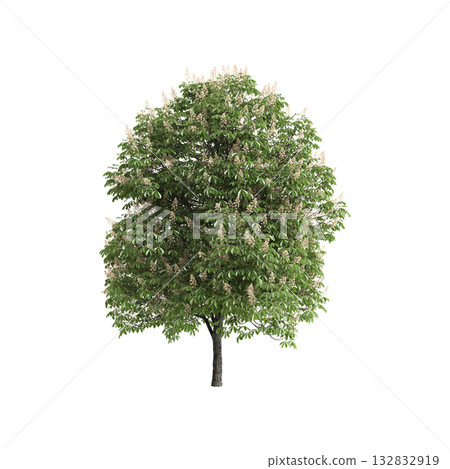 Aesculus hippocastanum trees 3d illustration on transparent background Aesculus hippocastanum trees 3d illustration on transparent background 132832919