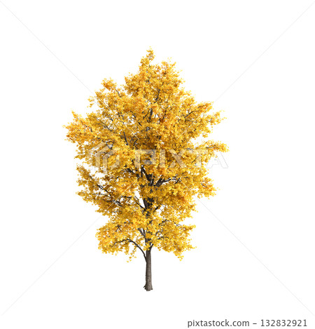 Ginkgo biloba trees 3d illustration on transprent background Ginkgo biloba trees 3d illustration on transprent background 132832921