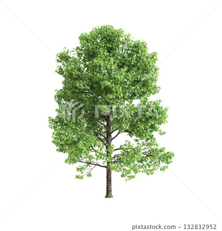 Liriodendron tulipifera trees 3d illustration on transparent background 132832952