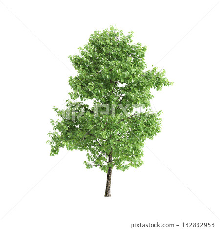 Liriodendron tulipifera trees 3d illustration on transparent background 132832953
