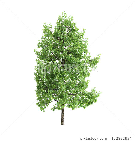 Liriodendron tulipifera trees 3d illustration on transparent background 132832954
