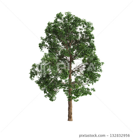 Cinnamomum porrectum trees 3d illustration on transparent background 132832956