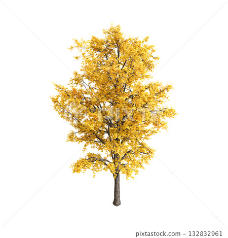 Ginkgo biloba trees 3d illustration on transparent background Ginkgo biloba trees 3d illustration on transparent background 132832961