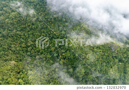 Tropical forests can absorb large amounts of carbon dioxide from the atmosphere. 132832970