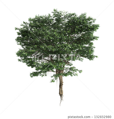 Ficus microcarpa trees 3d illustration on transparent background Ficus microcarpa trees 3d illustration on transparent background 132832980