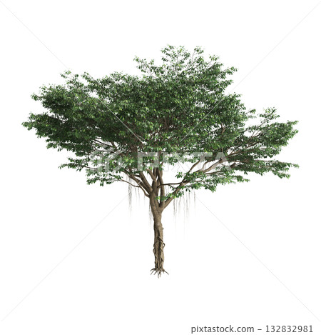 Ficus microcarpa trees 3d illustration on transparent background Ficus microcarpa trees 3d illustration on transparent background 132832981