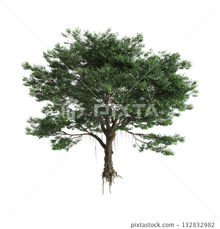 Ficus microcarpa trees 3d illustration on transparent background Ficus microcarpa trees 3d illustration on transparent background 132832982