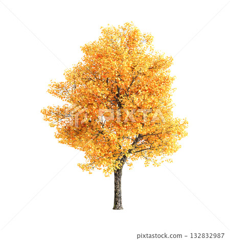 Liriodendron tulipifera trees 3d illustration on transparent background 132832987