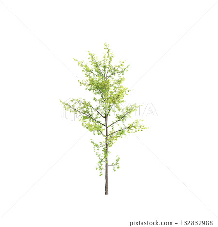 Ginkgo biloba trees 3d illustration on transparent background 132832988