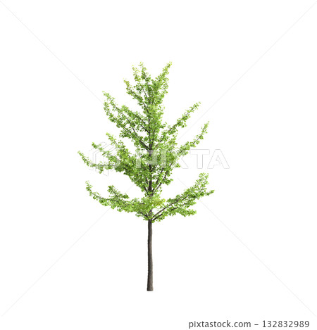 Ginkgo biloba trees 3d illustration on transparent background Ginkgo biloba trees 3d illustration on transparent background 132832989