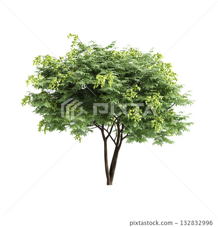 Koelreuteria paniculata trees 3d illustration on transparent background Koelreuteria paniculata trees 3d illustration on transparent background 132832996