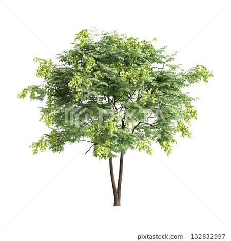 Koelreuteria paniculata trees 3d illustration on transparent background Koelreuteria paniculata trees 3d illustration on transparent background 132832997