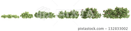 Multiple Mezoo trailing red plants 3d illustration on transparent background Multiple Mezoo trailing red plants 3d illustration on transparent background 132833002
