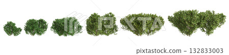Multiple Buxus microphylla plants 3d illustration on transparent background Multiple Buxus microphylla plants 3d illustration on transparent background 132833003