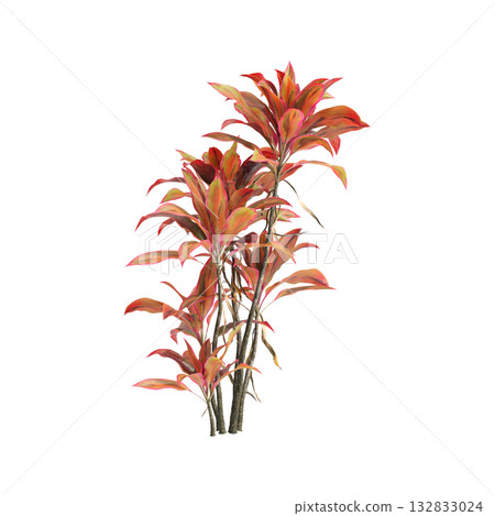 Cordyline fruticosa plants 3d illustration on transparent background Cordyline fruticosa plants 3d illustration on transparent background 132833024