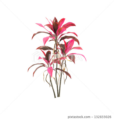 Cordyline fruticosa plants 3d illustration on transparent background 132833026