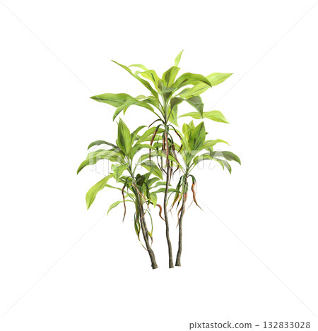 Cordyline fruticosa plants 3d illustration on transparent background Cordyline fruticosa plants 3d illustration on transparent background 132833028